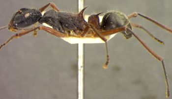 Media type: image; Entomology 21660   Aspect: habitus lateral view